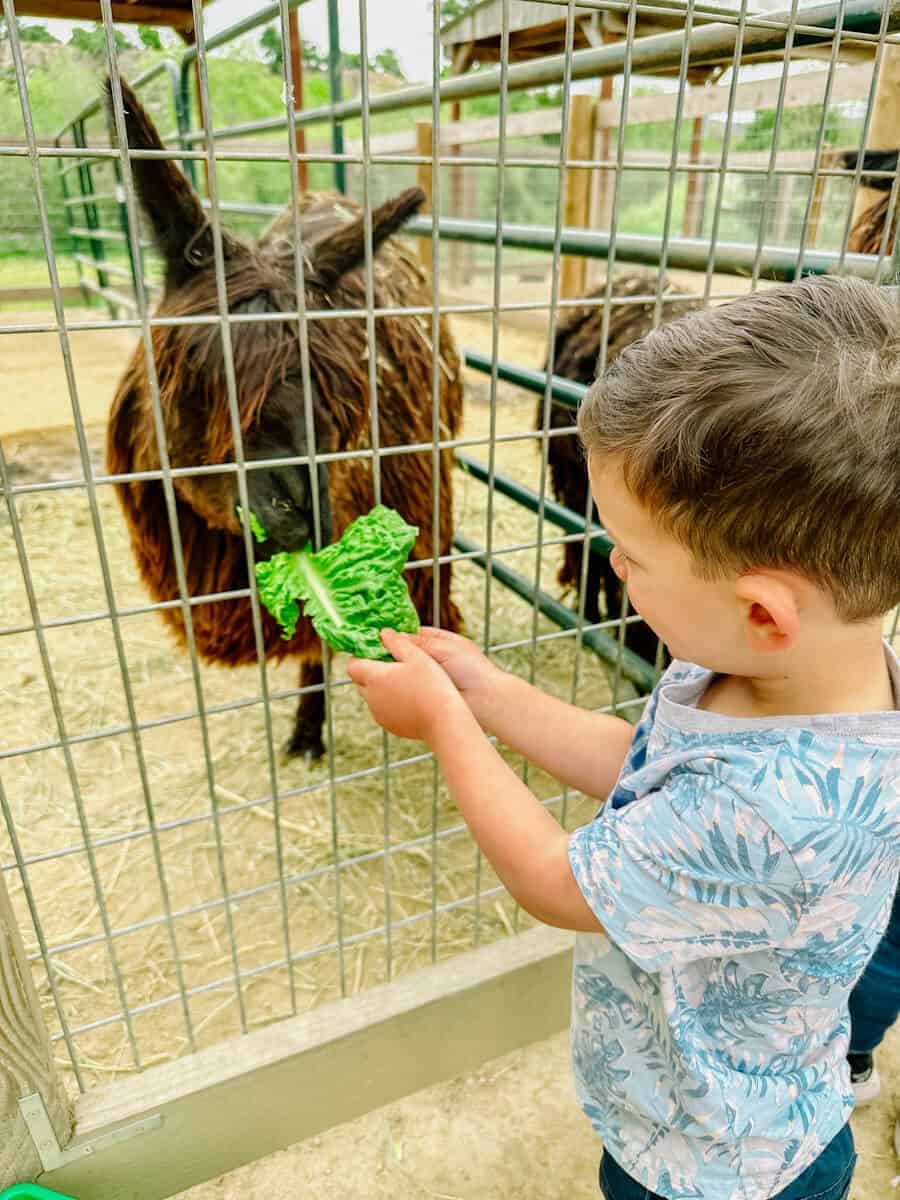 avila valley barn is a great place to visit with kids.