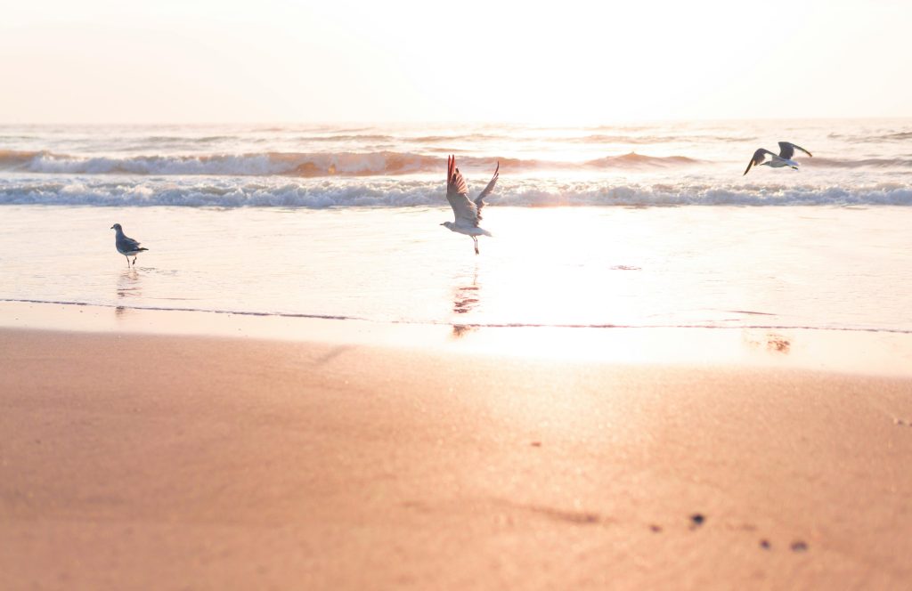 ormond beach in florida